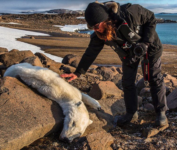 Last summer I traveled with a group of friends to Svalbard, Norway in search of polar bears. We went to my favorite spot where I have always been able to find bears roaming around on sea ice throughout the summer. On this occasion, however, we didn't find any sea ice and we never found any bears alive. We did find two dead bears in this location and other groups found more dead bears. These bears were so skinny, they appeared to have died of starvation, as in the absence of sea ice, they were not able to hunt seals. In all of my years of growing up in the Arctic and later, working as a biologist, I had never found a dead polar bear. It is now becoming much more common. 